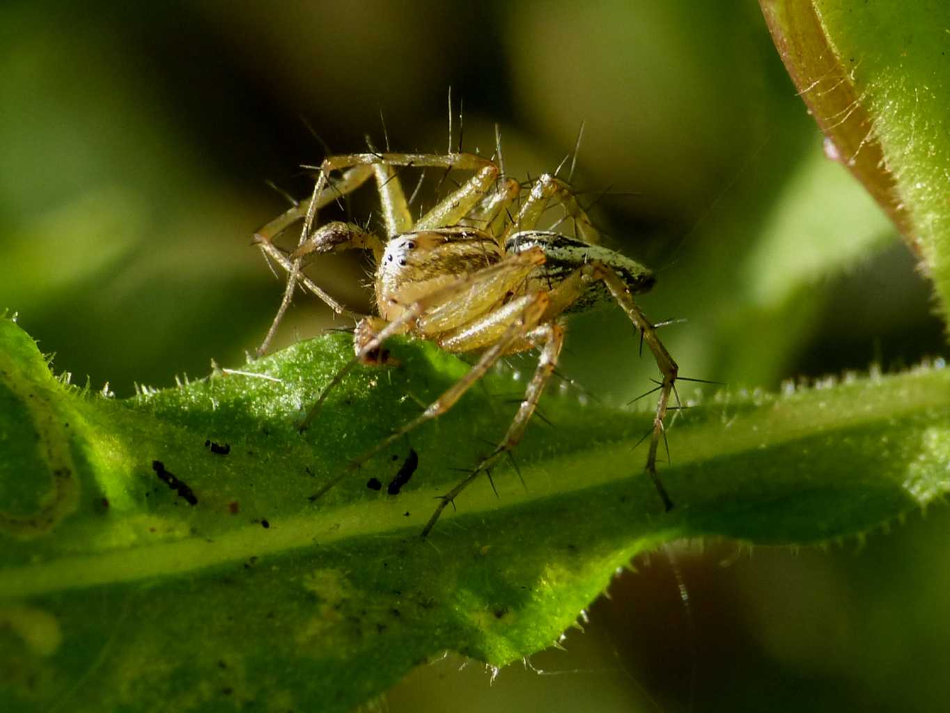 Coppia di Oxyopes lineatus - Palau (OT)